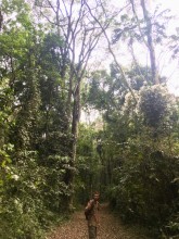L’unique forêt primaire du Kenya